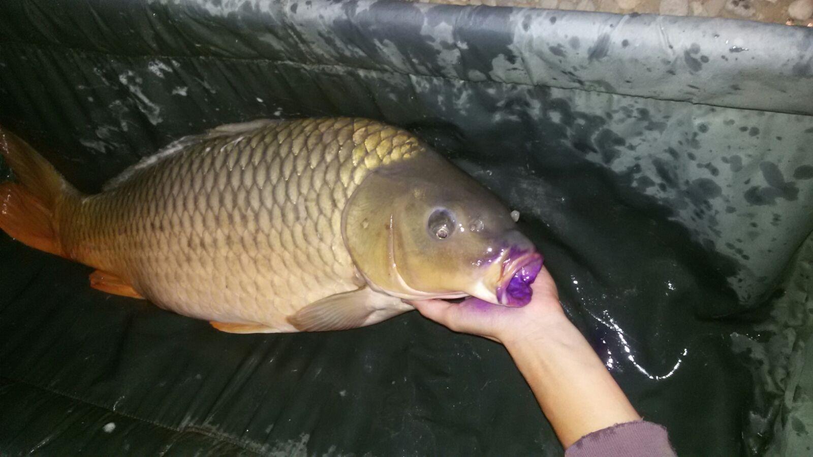 Hermes Peris 18 - 19 august 2015 - img-20150819-wa0011.jpg